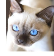 猫の目の色の一つ アクア